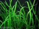 Cryptocoryne